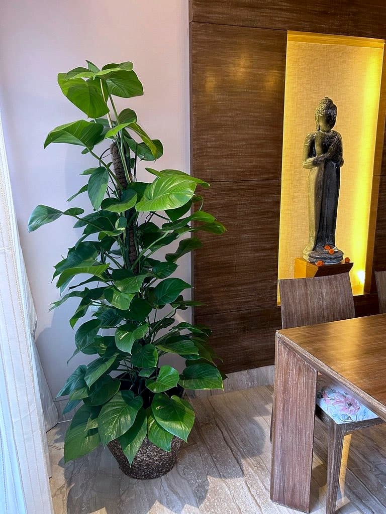 A tall monstera beside the teak wall, the backlit recess and its bronze figure lit behind it.