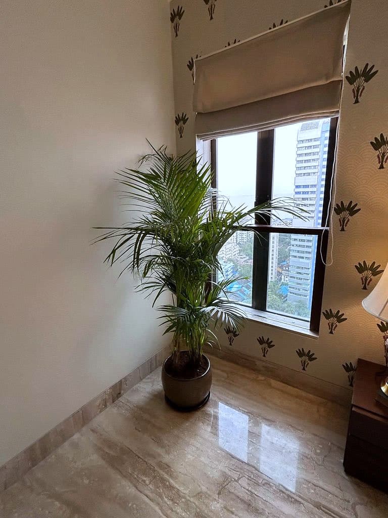 A potted palm at a window in a papered corner, marble floor reflecting the light off the glass.
