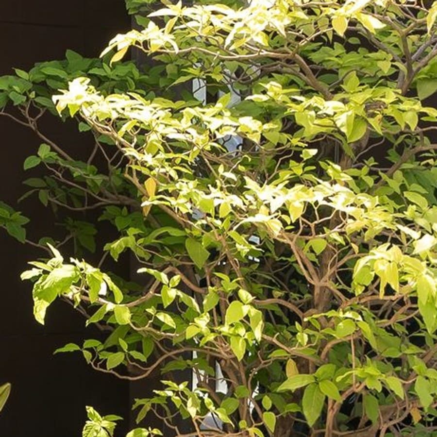 Dense green foliage from the planting around the house.